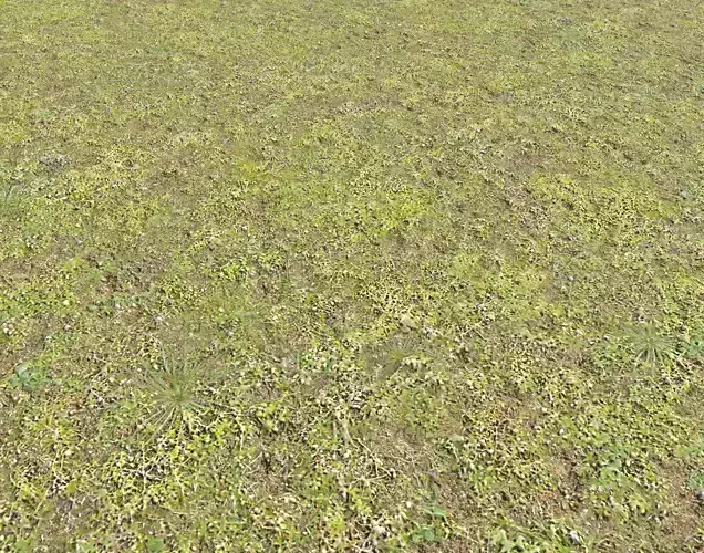 Mossy grass terrain 10