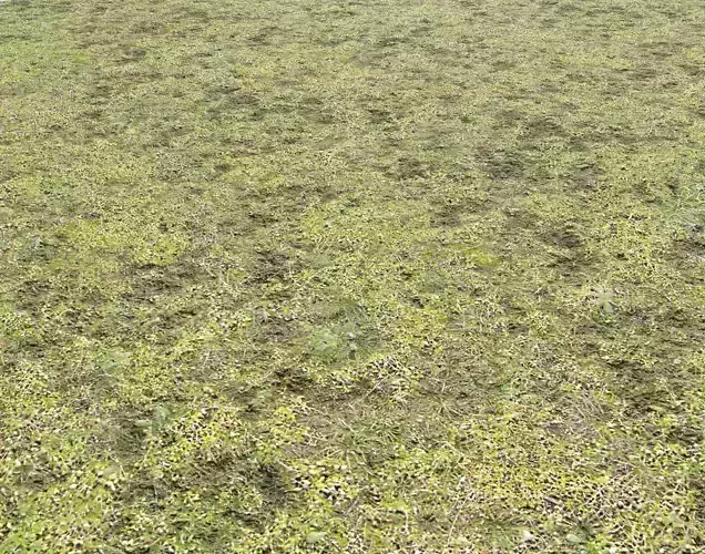 Mossy grass terrain 11