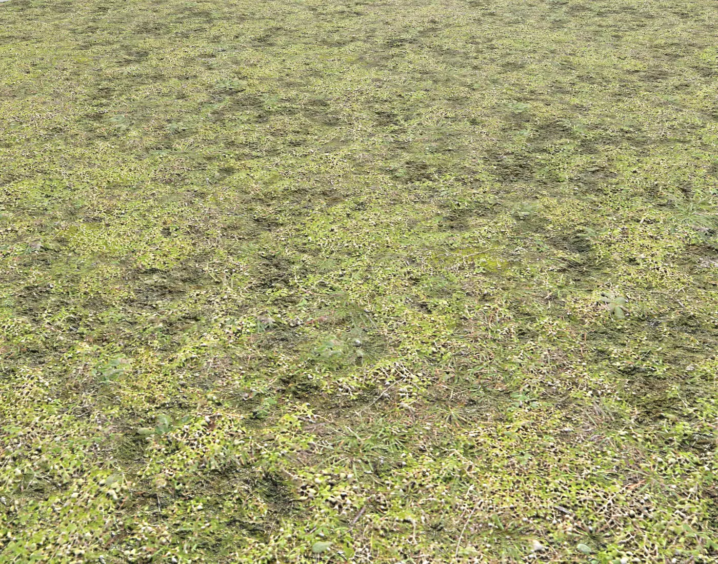 Mossy grass terrain 11 Texture_0