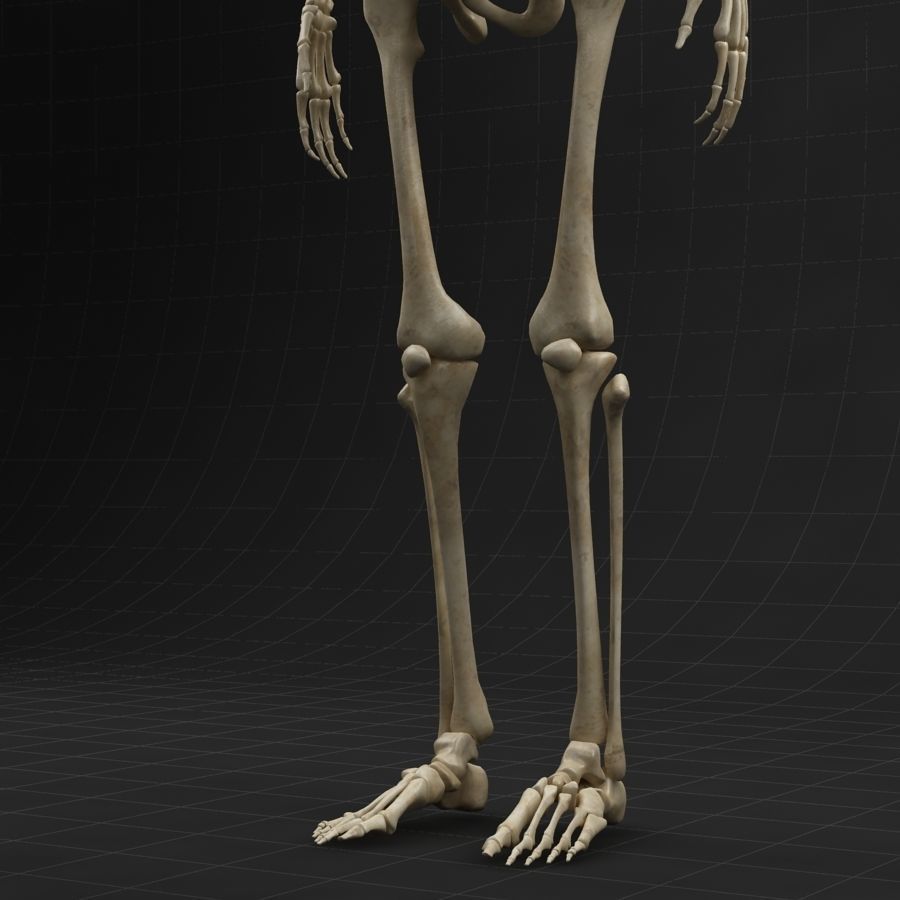 Anatomy skeleton 01 3D model_8