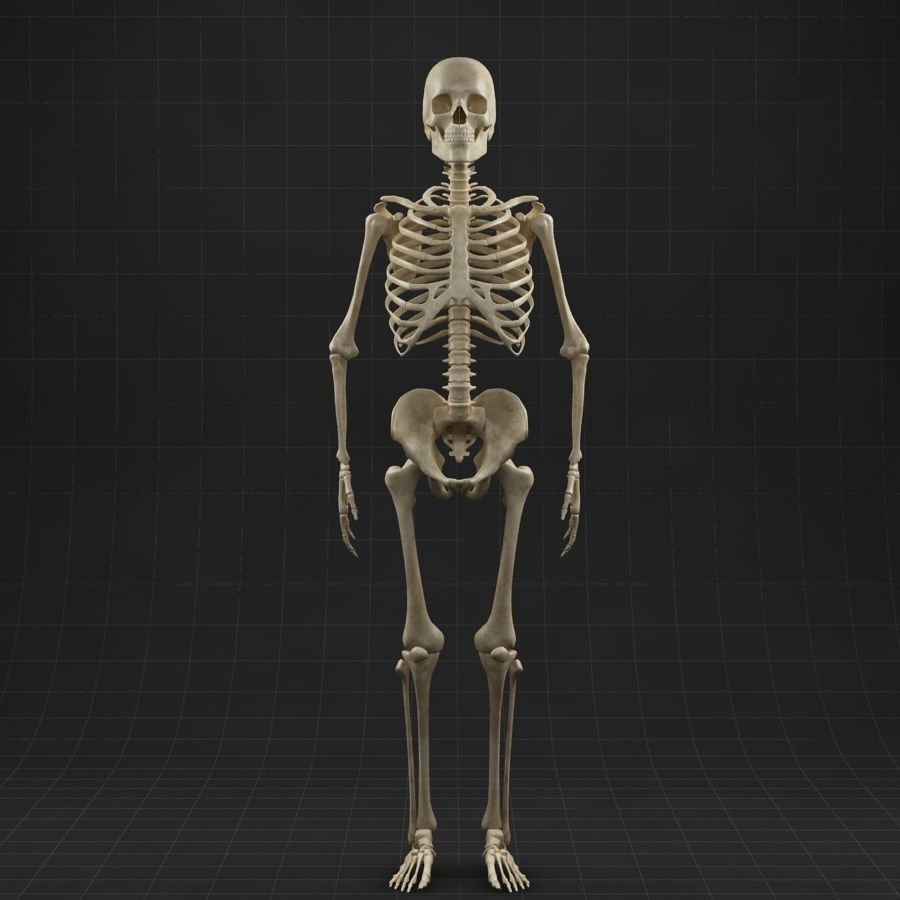 Anatomy skeleton 01 3D model_1