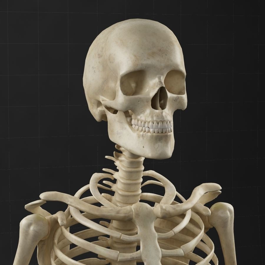 Anatomy skeleton 01 3D model_2