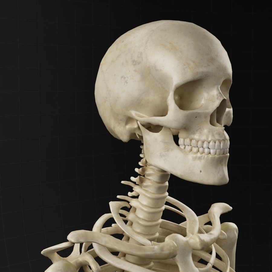Anatomy skeleton 01 3D model_6