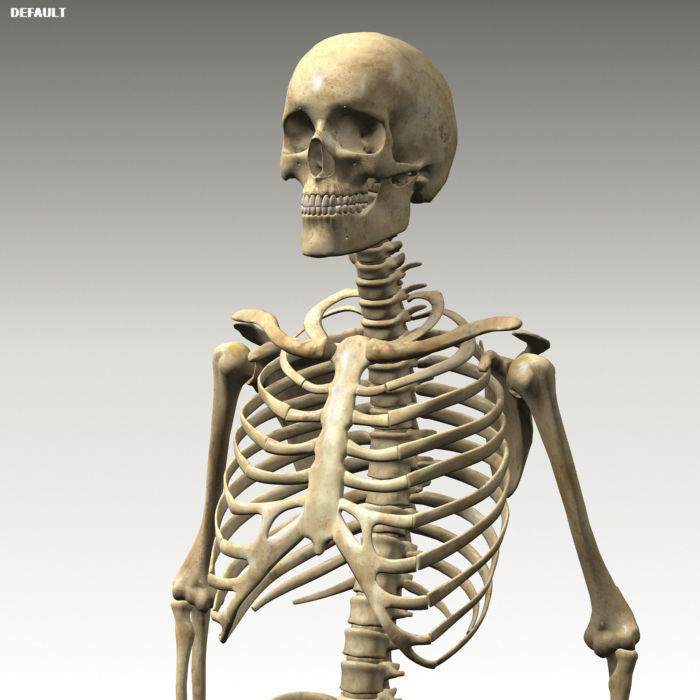 Anatomy skeleton 01 3D model_12