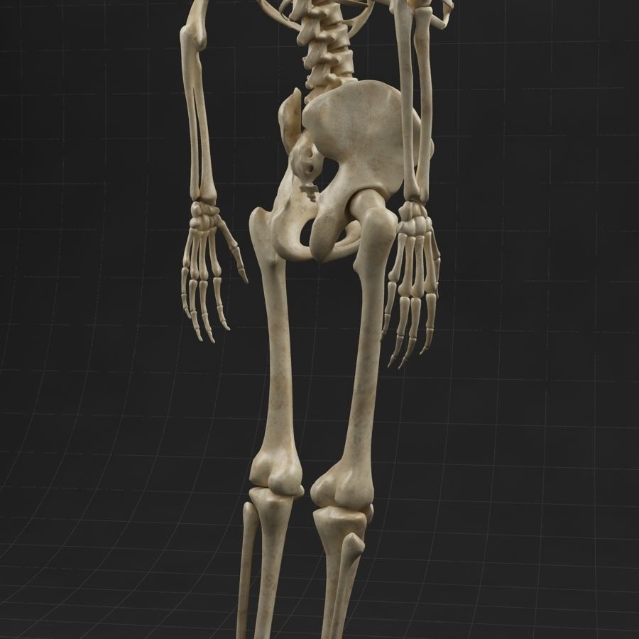 Anatomy skeleton 01 3D model_5