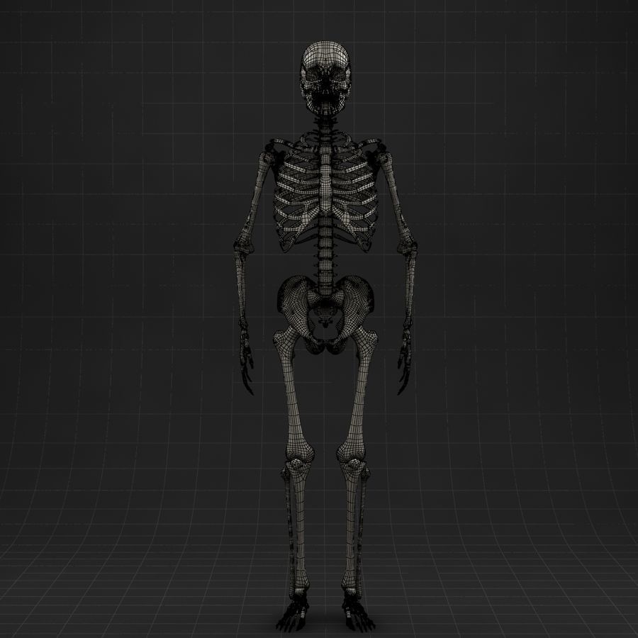 Anatomy skeleton 01 3D model_10