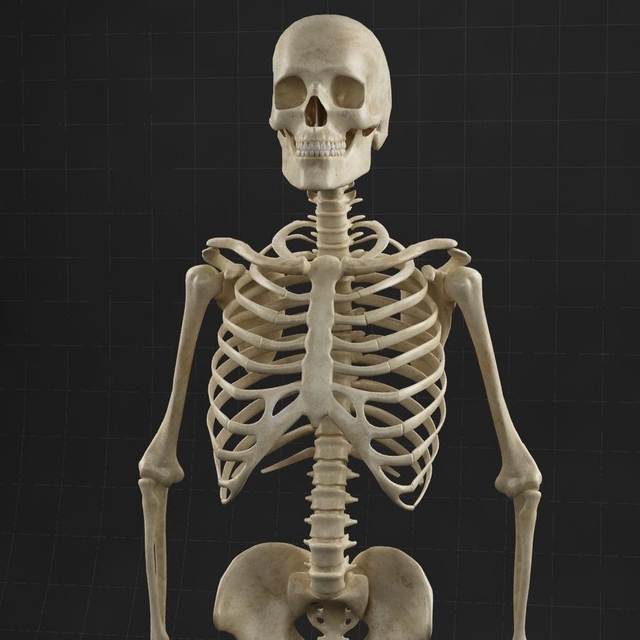 Anatomy skeleton 01 3D model_7