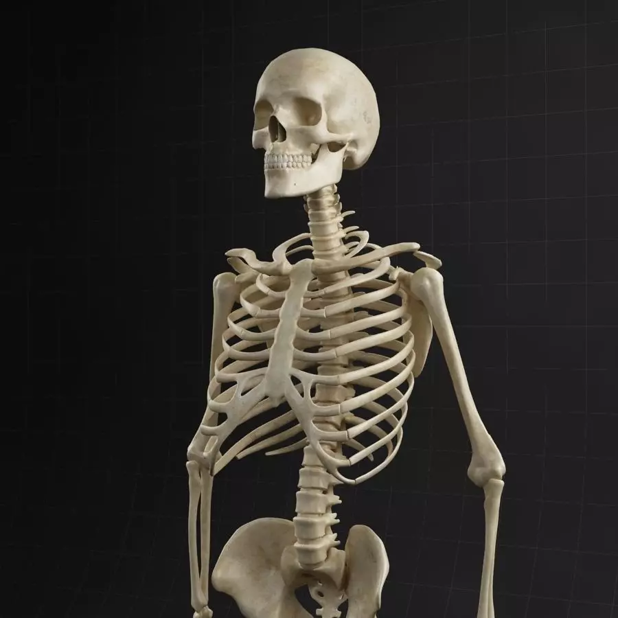 Anatomy skeleton 01 3D model_0