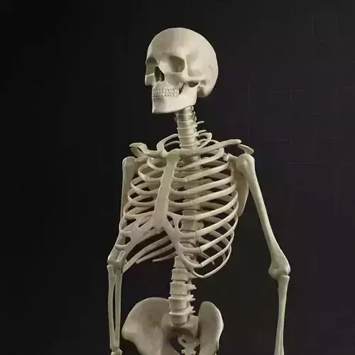 Anatomy skeleton 01 3D model