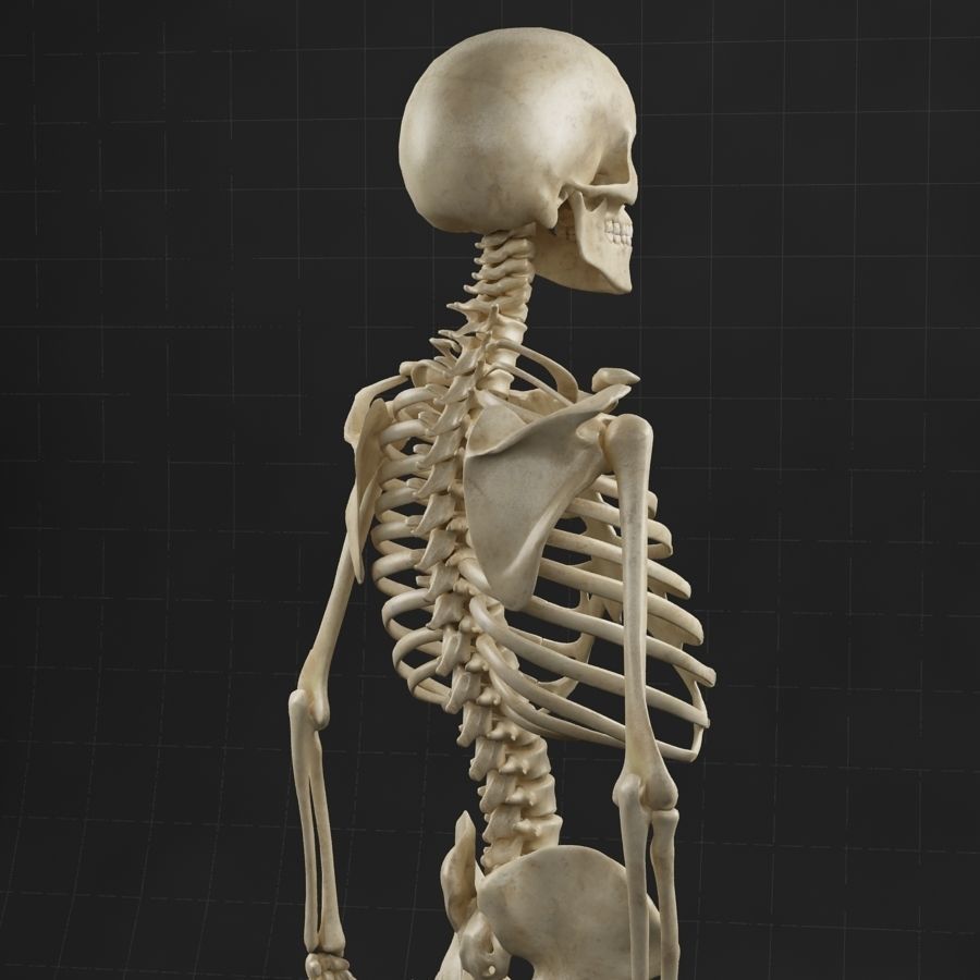 Anatomy skeleton 01 3D model_4