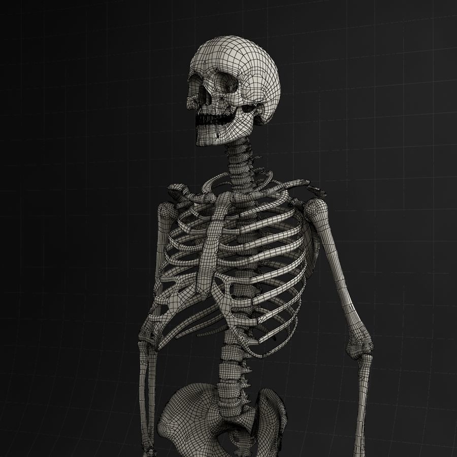 Anatomy skeleton 01 3D model_9