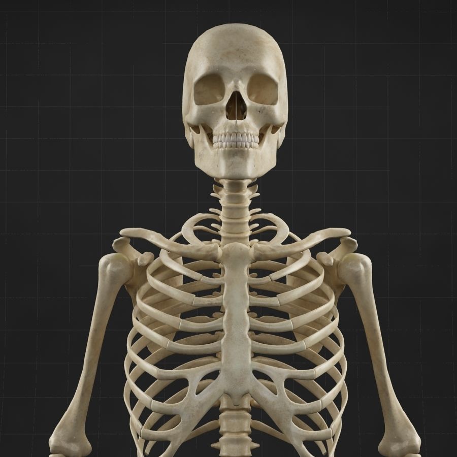 Anatomy skeleton 01 3D model_3