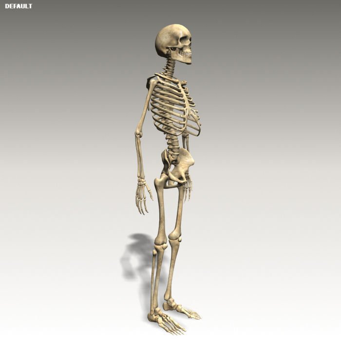 Anatomy skeleton 01 3D model_13