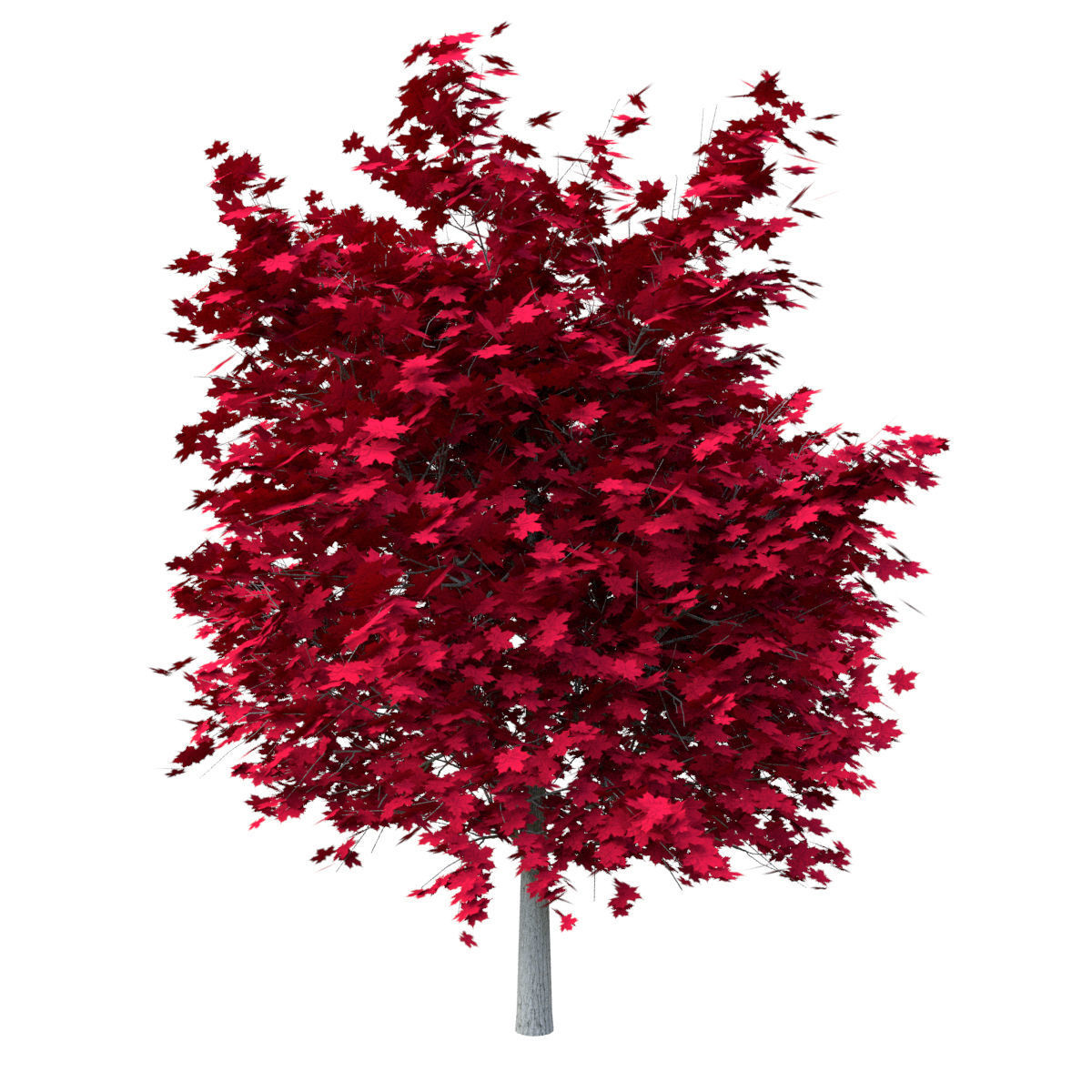 Red Maple Tree Acer Rubrum Low Poly 02 Low-poly 3D model_3