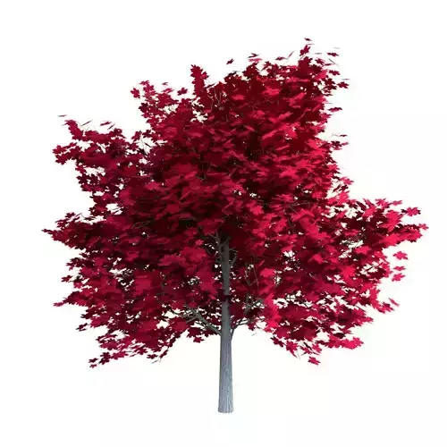 Red Maple Tree Acer Rubrum Low Poly 02 Low-poly 3D model
