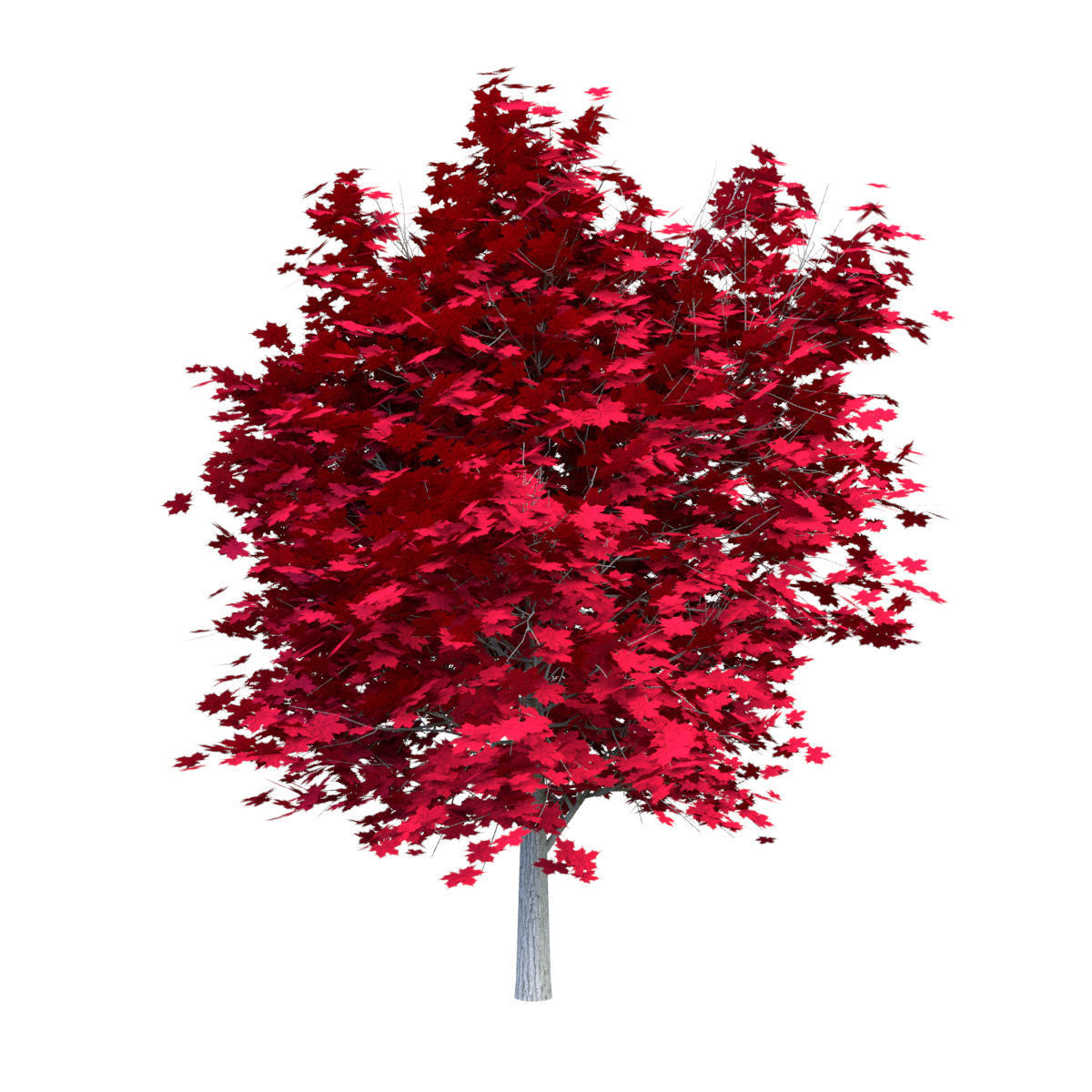 Red Maple Tree Acer Rubrum Low Poly 02 Low-poly 3D model_4