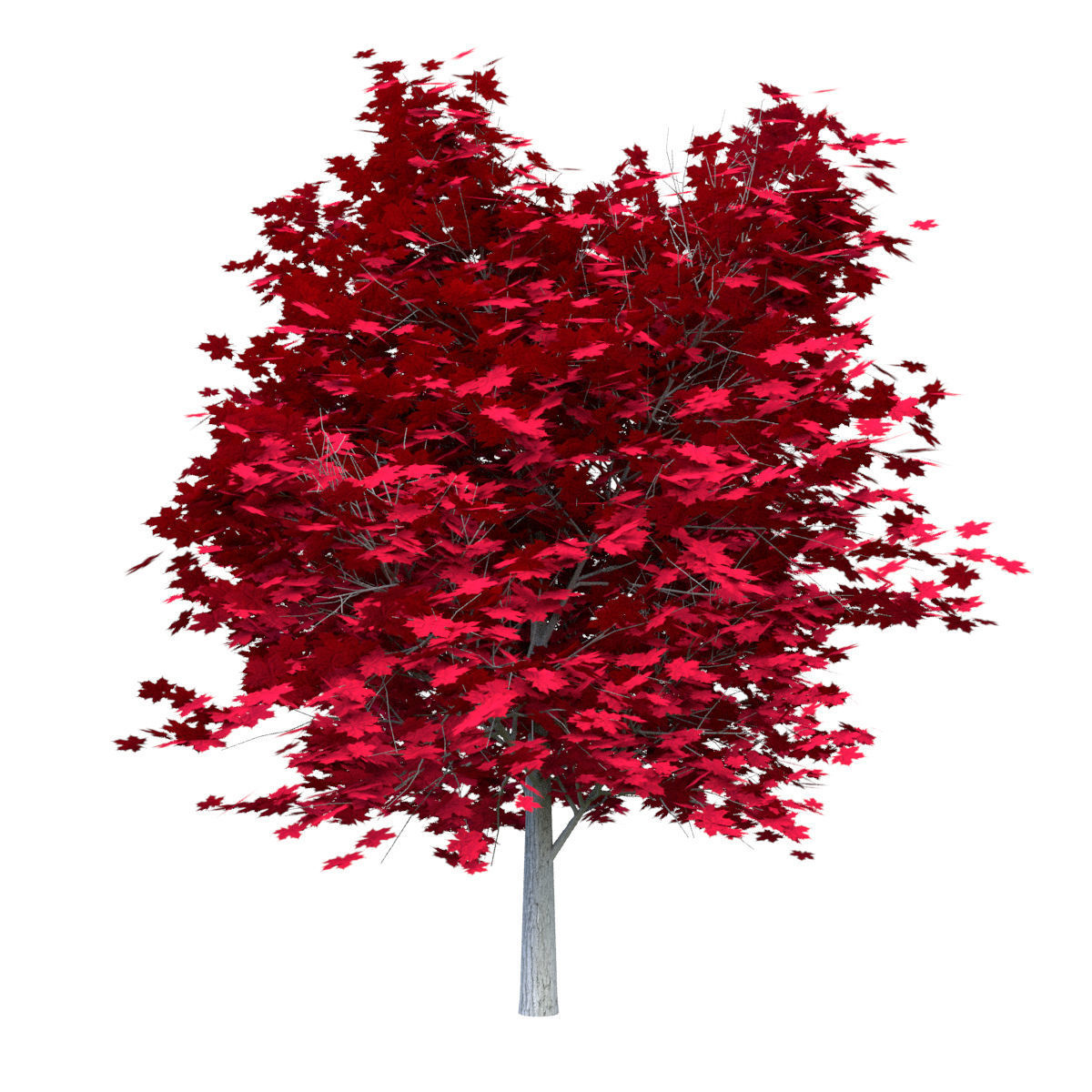 Red Maple Tree Acer Rubrum Low Poly 02 Low-poly 3D model_2