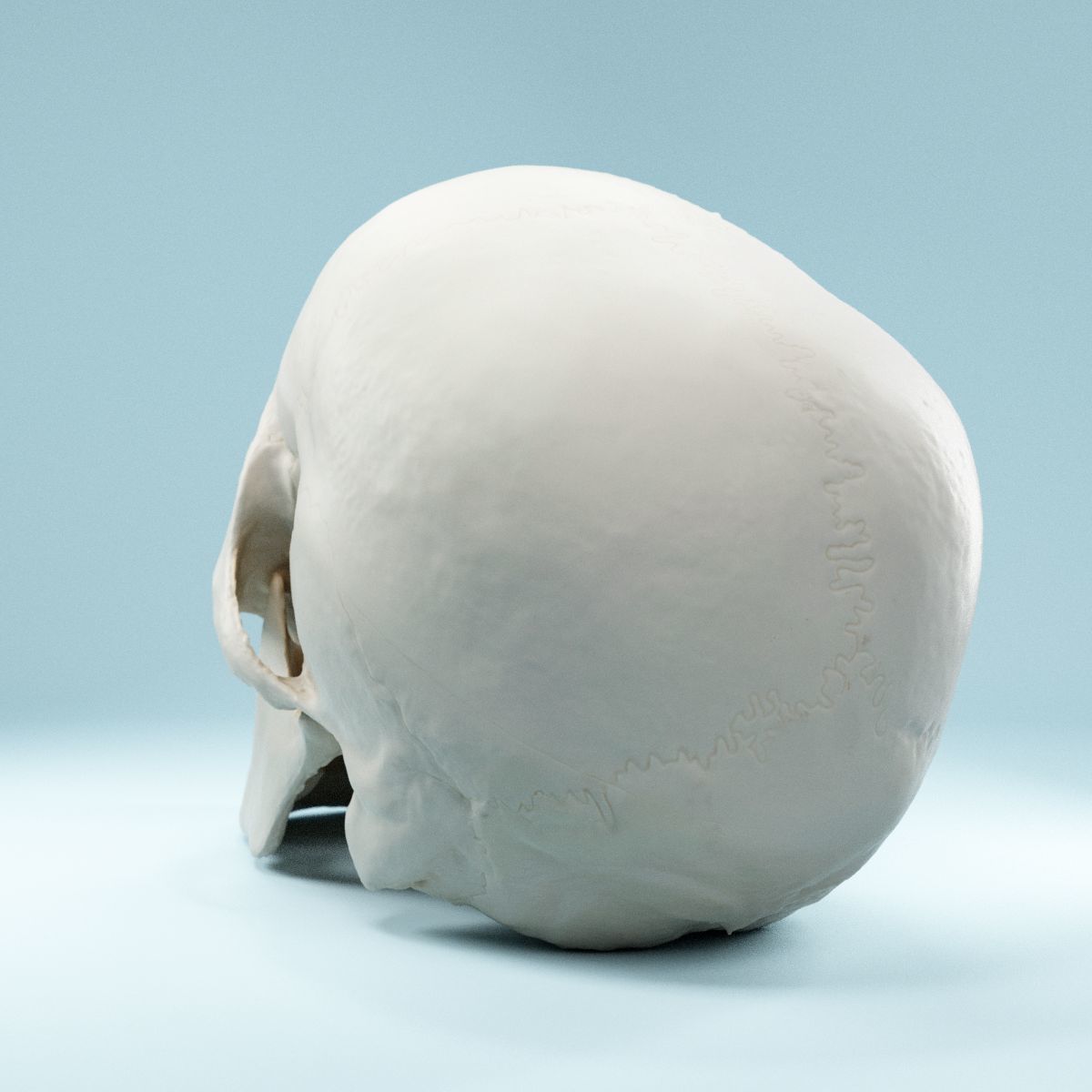 Human Skull Low-poly 3D model_4