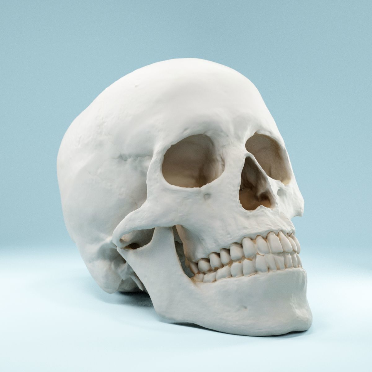 Human Skull Low-poly 3D model_10