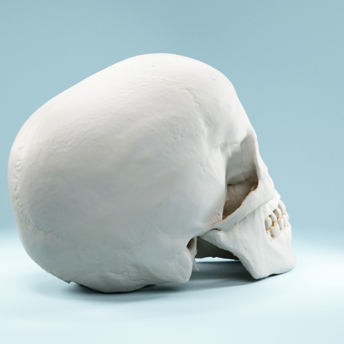 Human Skull Low-poly 3D model_1