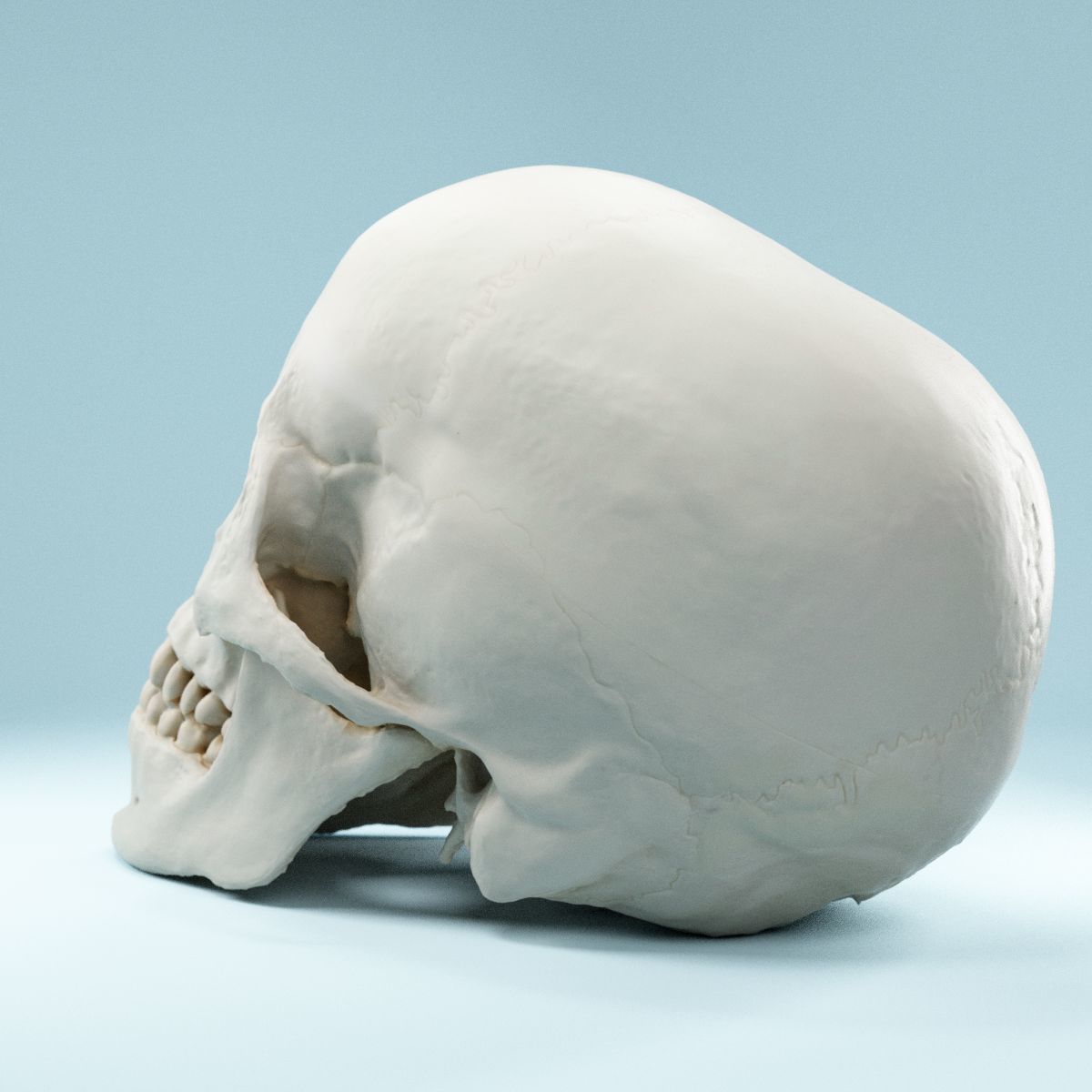 Human Skull Low-poly 3D model_5