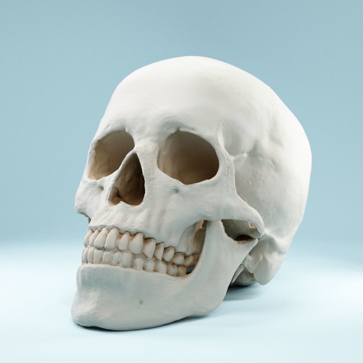 Human Skull Low-poly 3D model_8