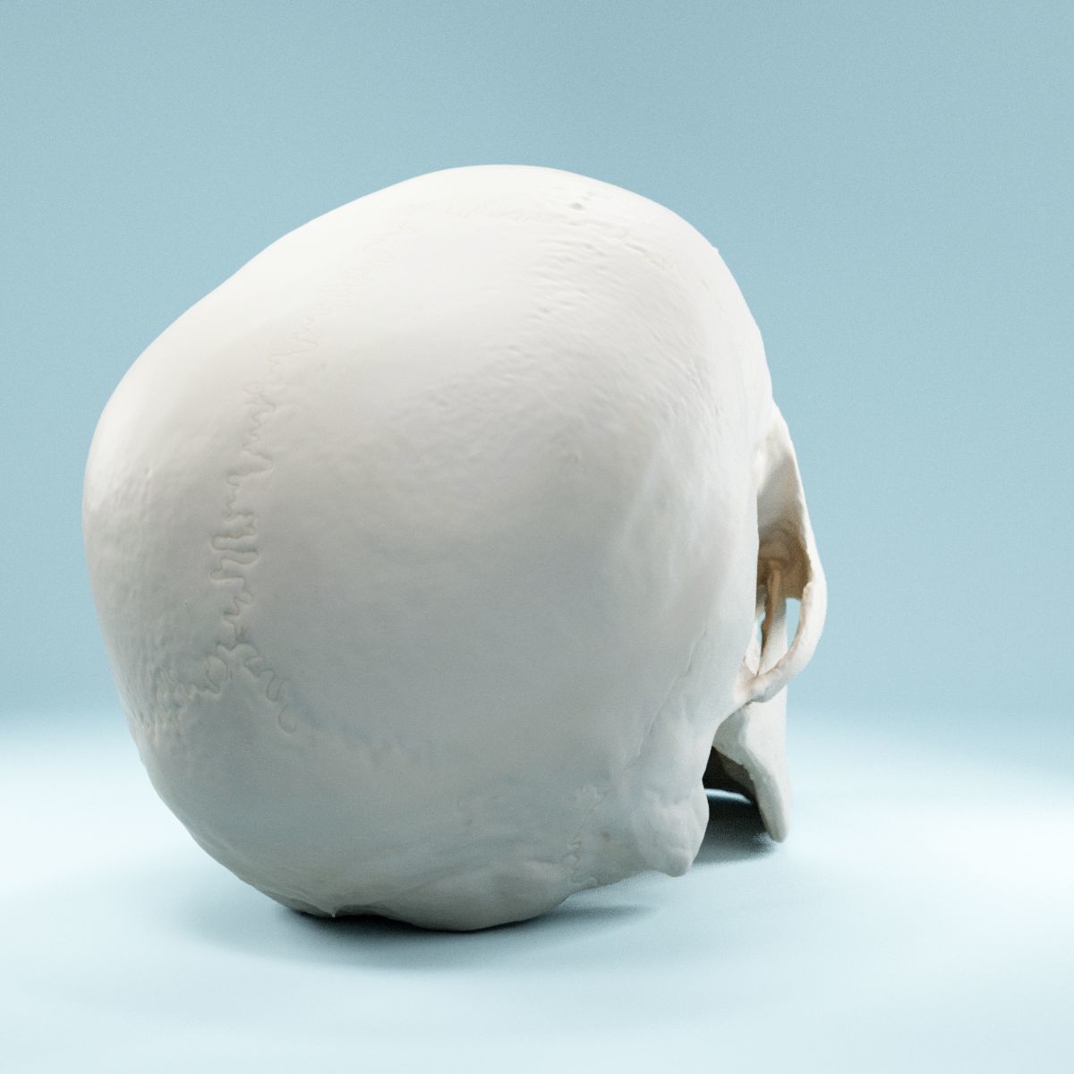 Human Skull Low-poly 3D model_2