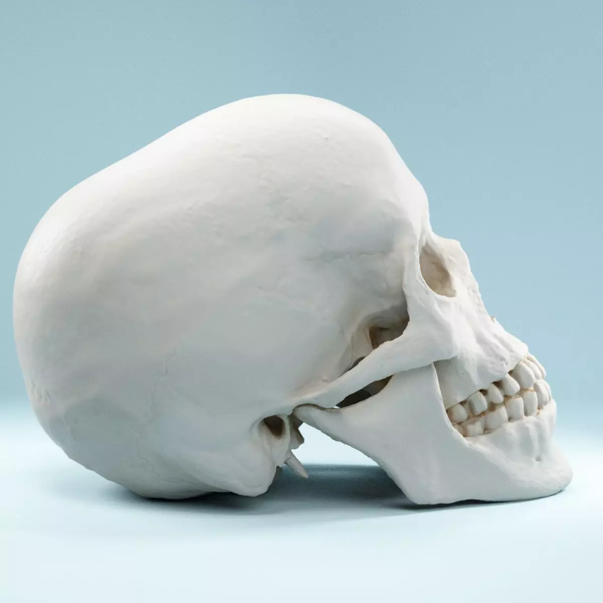 Human Skull Low-poly 3D model_0