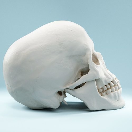 Human Skull Low-poly 3D model