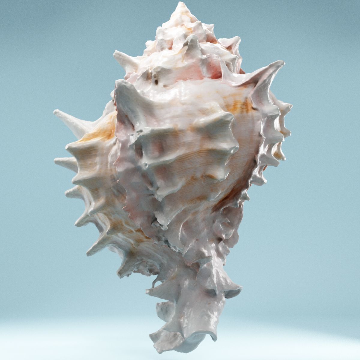 Pink Shell Low-poly 3D model_9