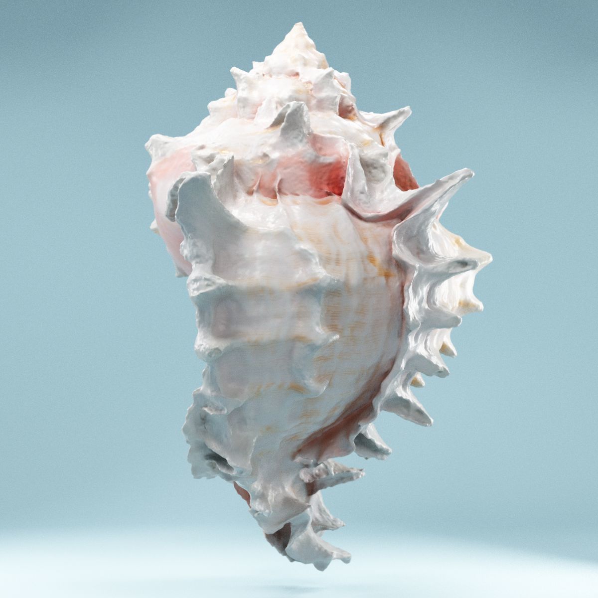 Pink Shell Low-poly 3D model_2