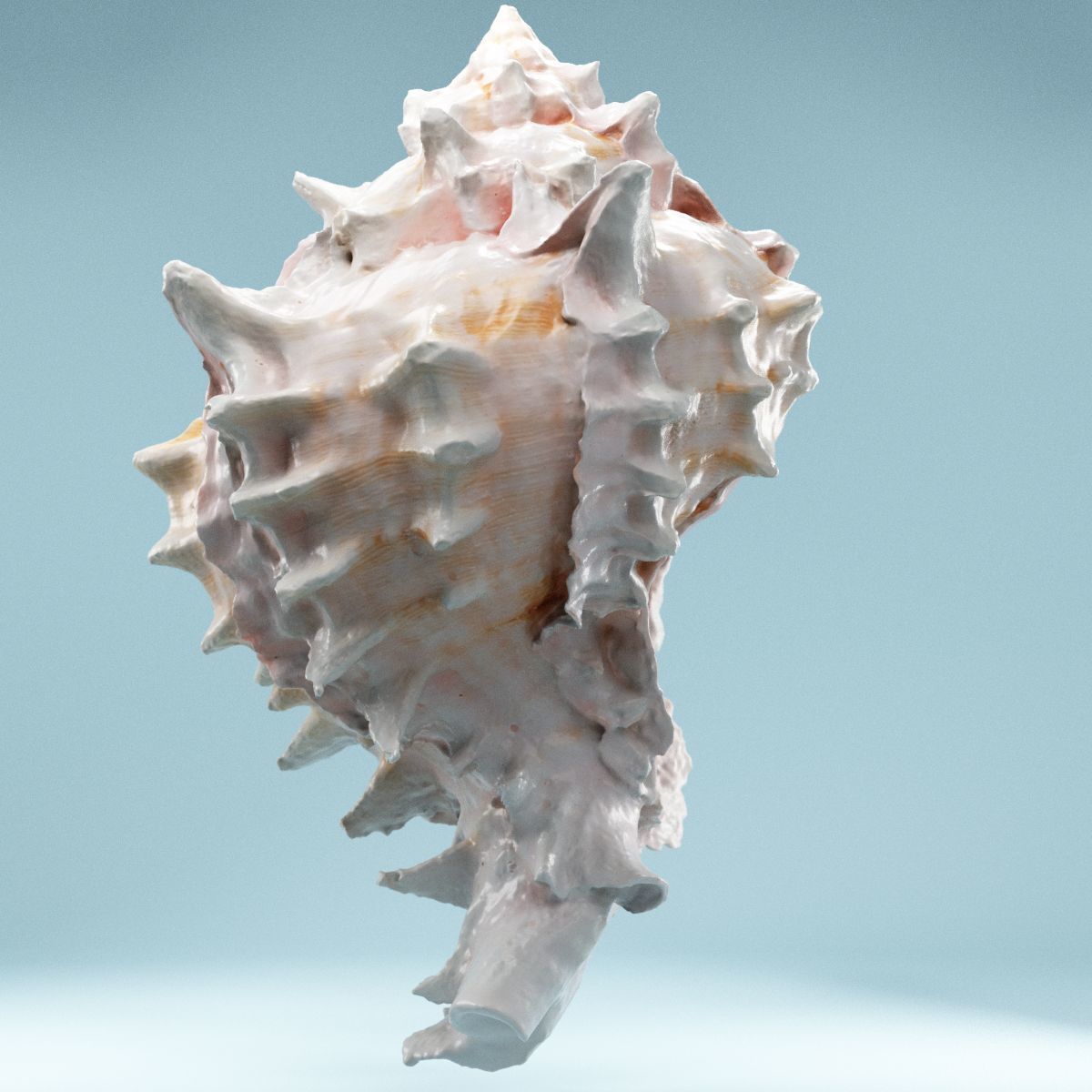 Pink Shell Low-poly 3D model_8