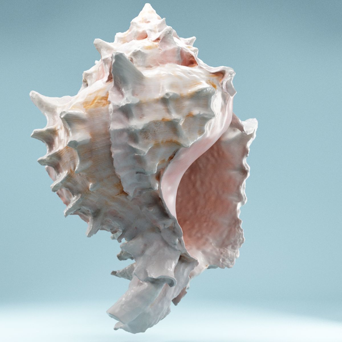 Pink Shell Low-poly 3D model_7