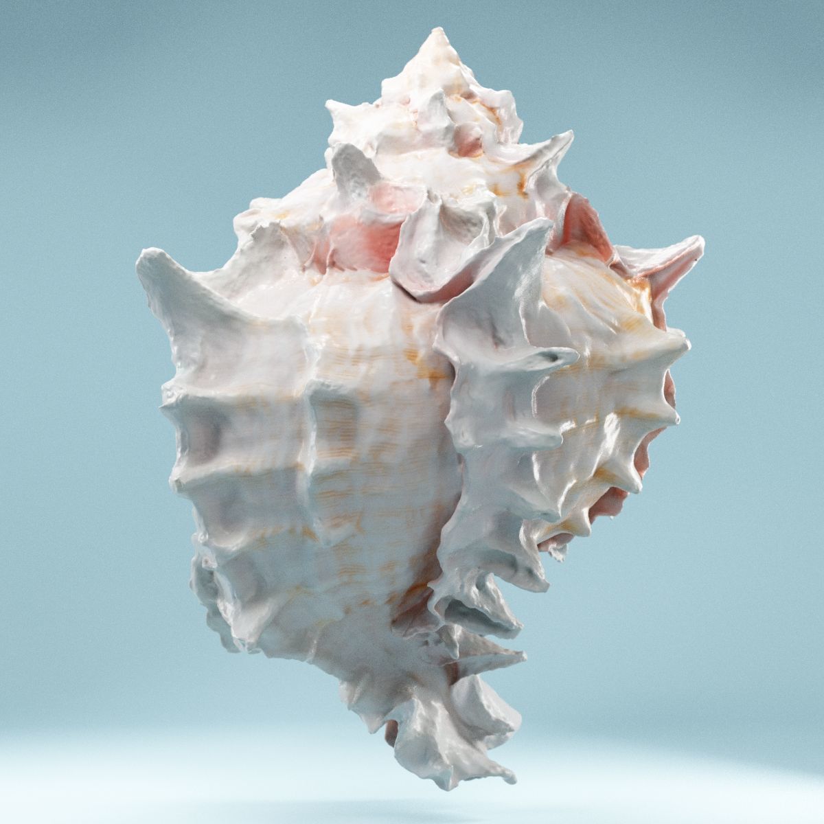 Pink Shell Low-poly 3D model_1