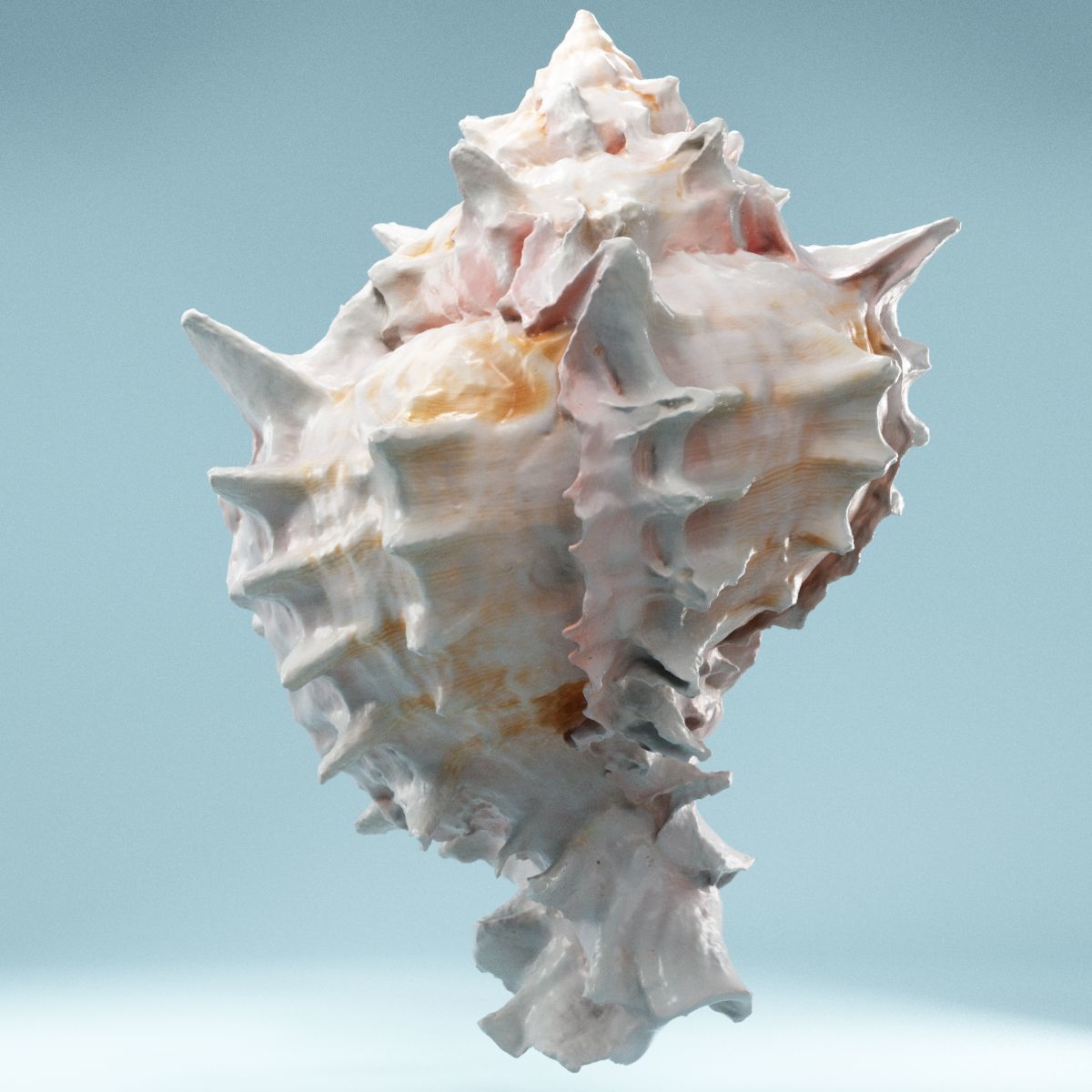 Pink Shell Low-poly 3D model_10