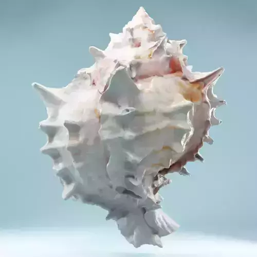 Pink Shell Low-poly 3D model