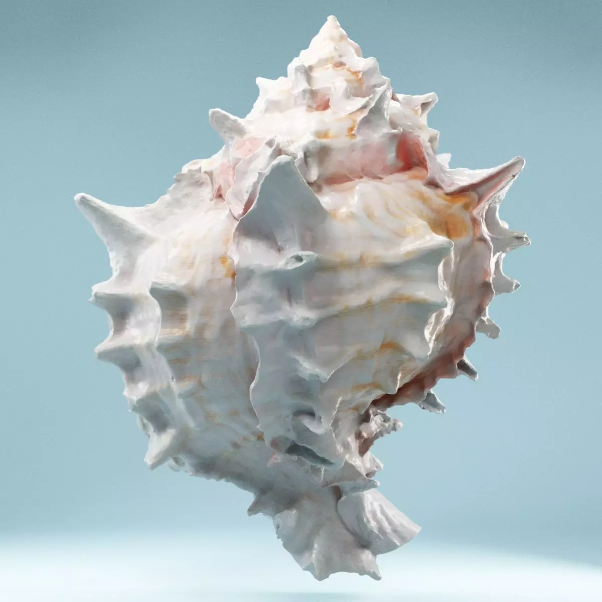 Pink Shell Low-poly 3D model_0