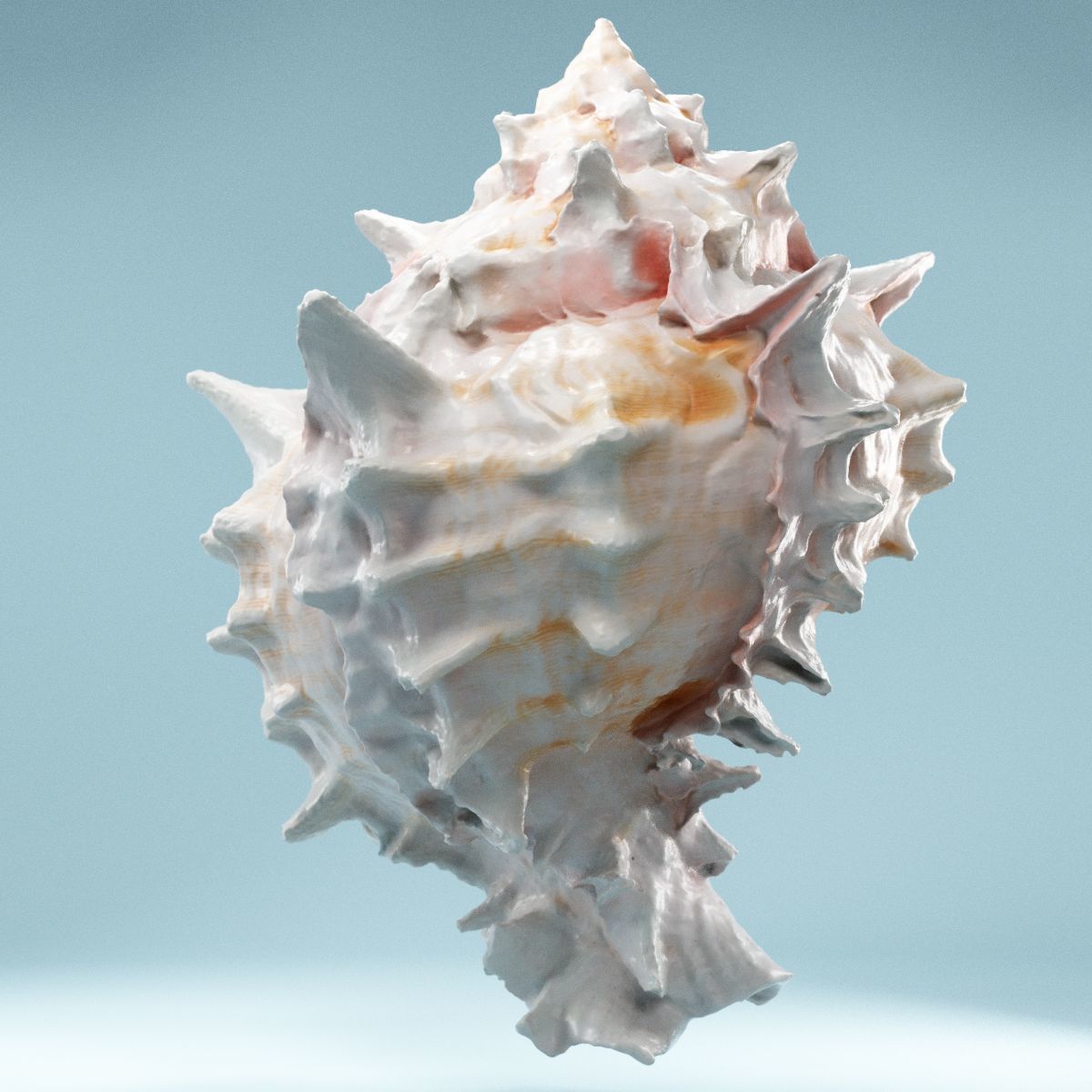 Pink Shell Low-poly 3D model_11