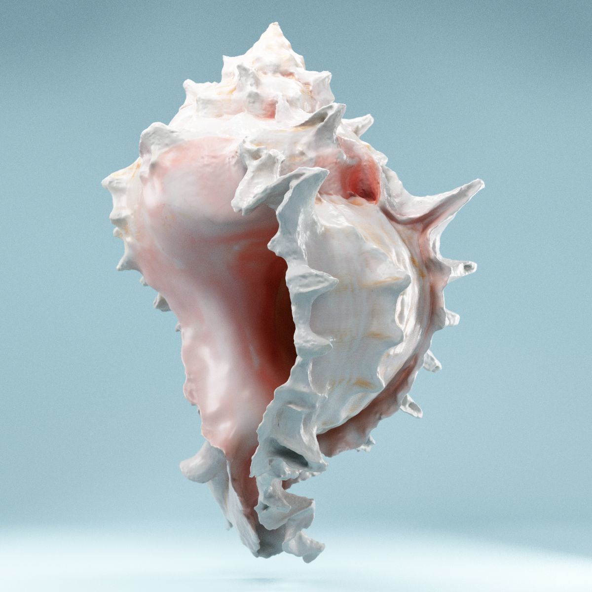 Pink Shell Low-poly 3D model_3