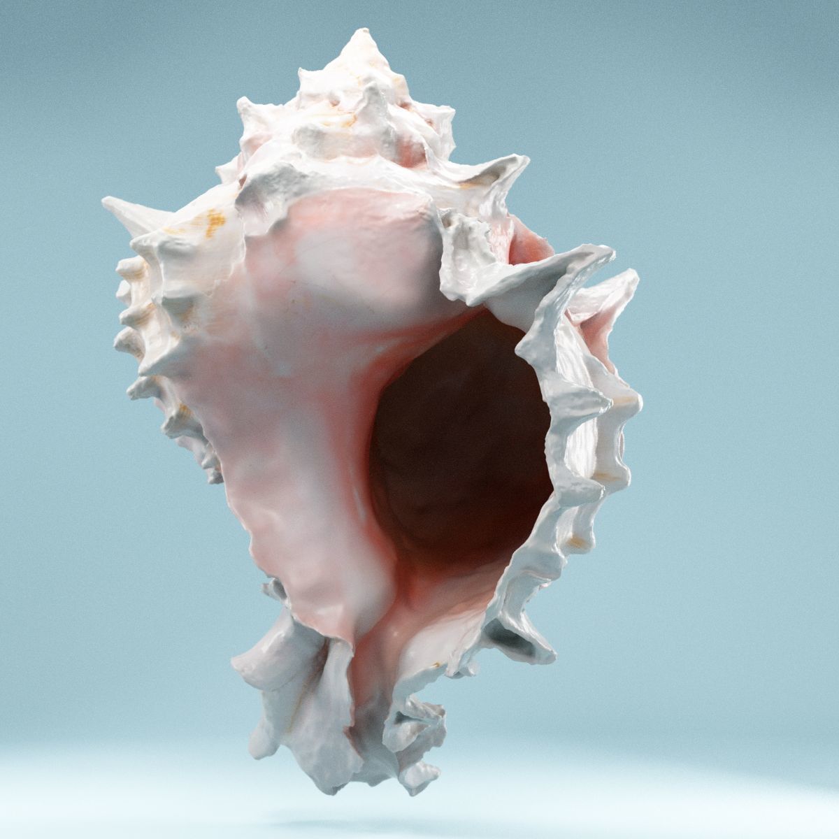 Pink Shell Low-poly 3D model_4