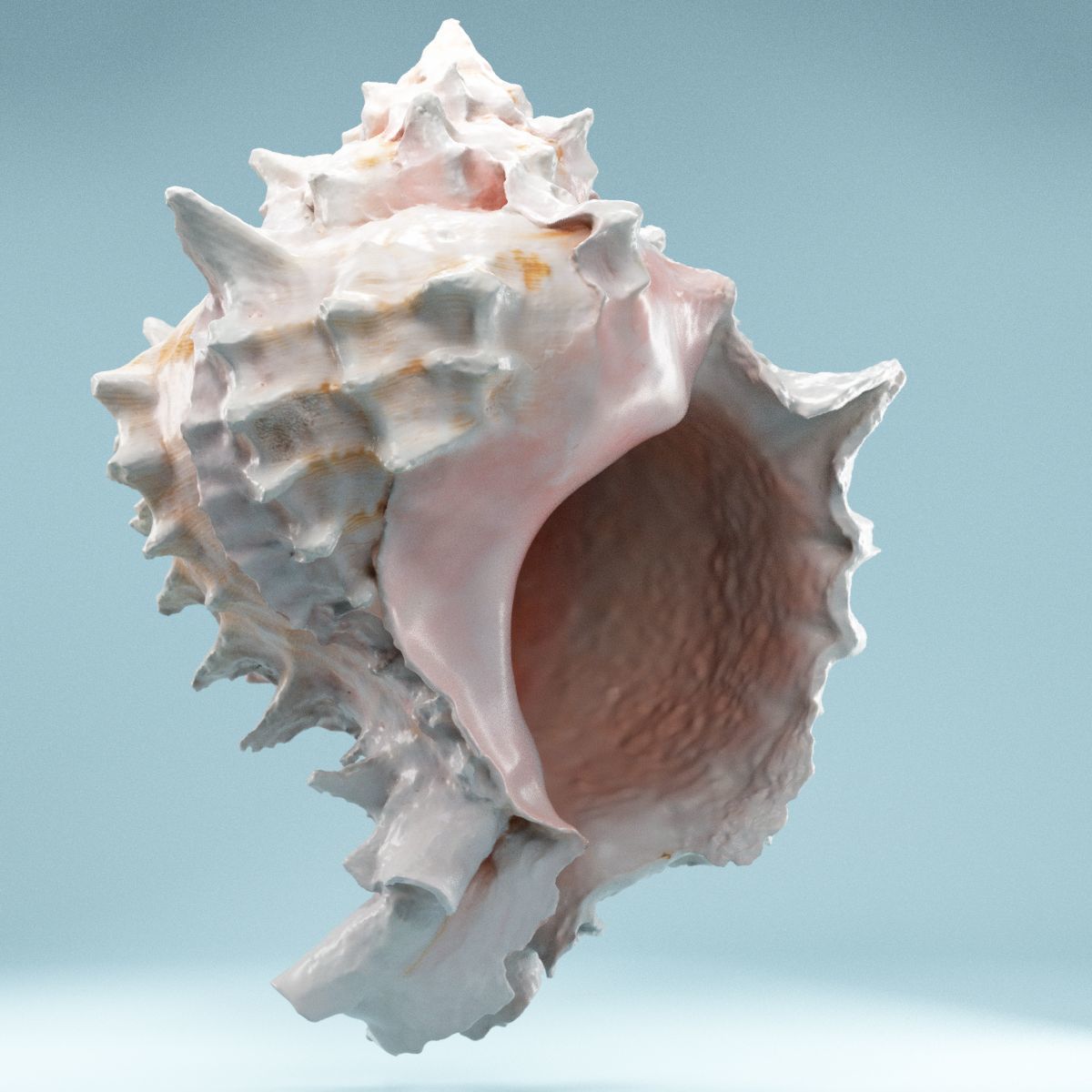 Pink Shell Low-poly 3D model_6