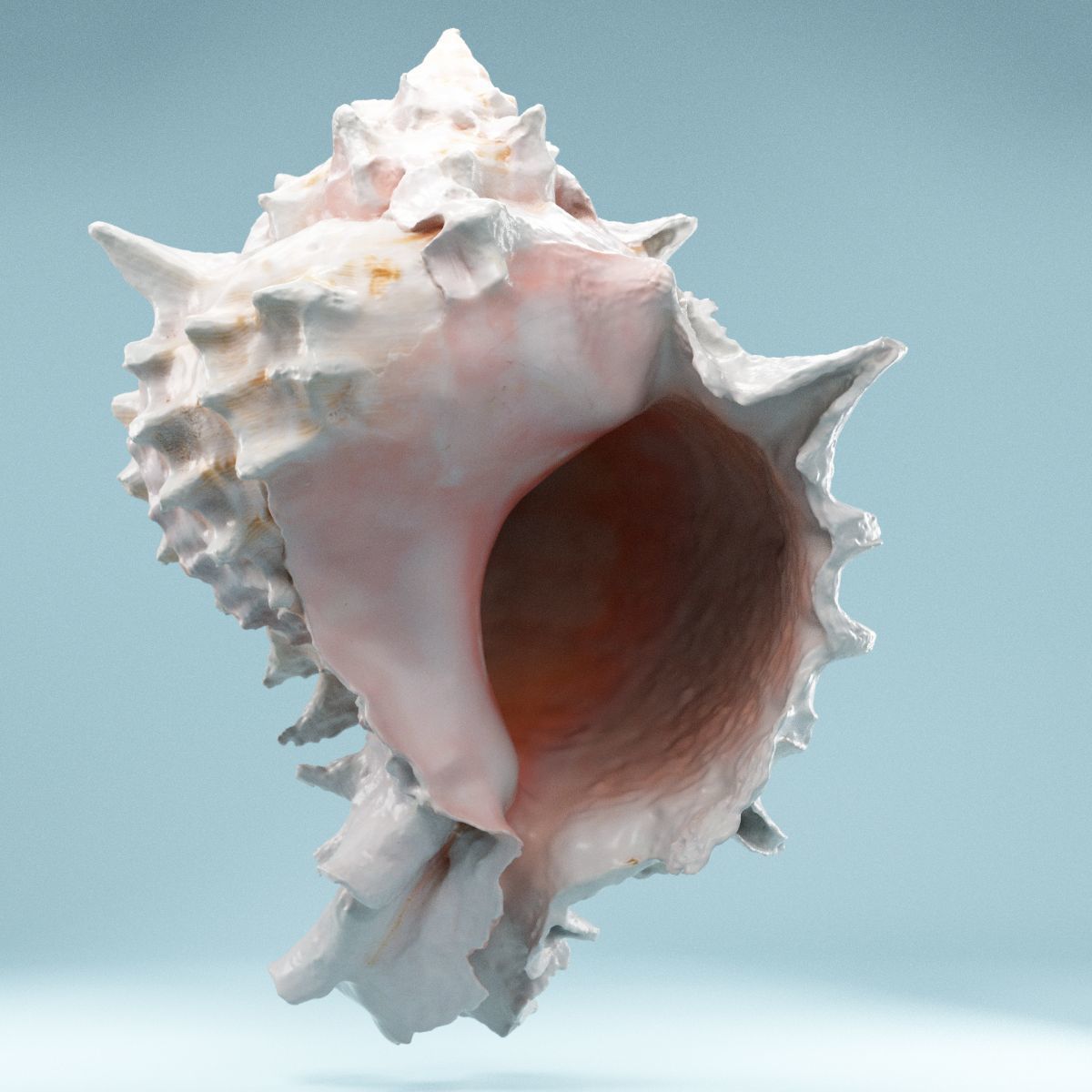 Pink Shell Low-poly 3D model_5