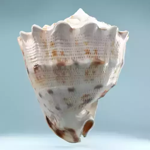 Shell Brown Low-poly 3D model