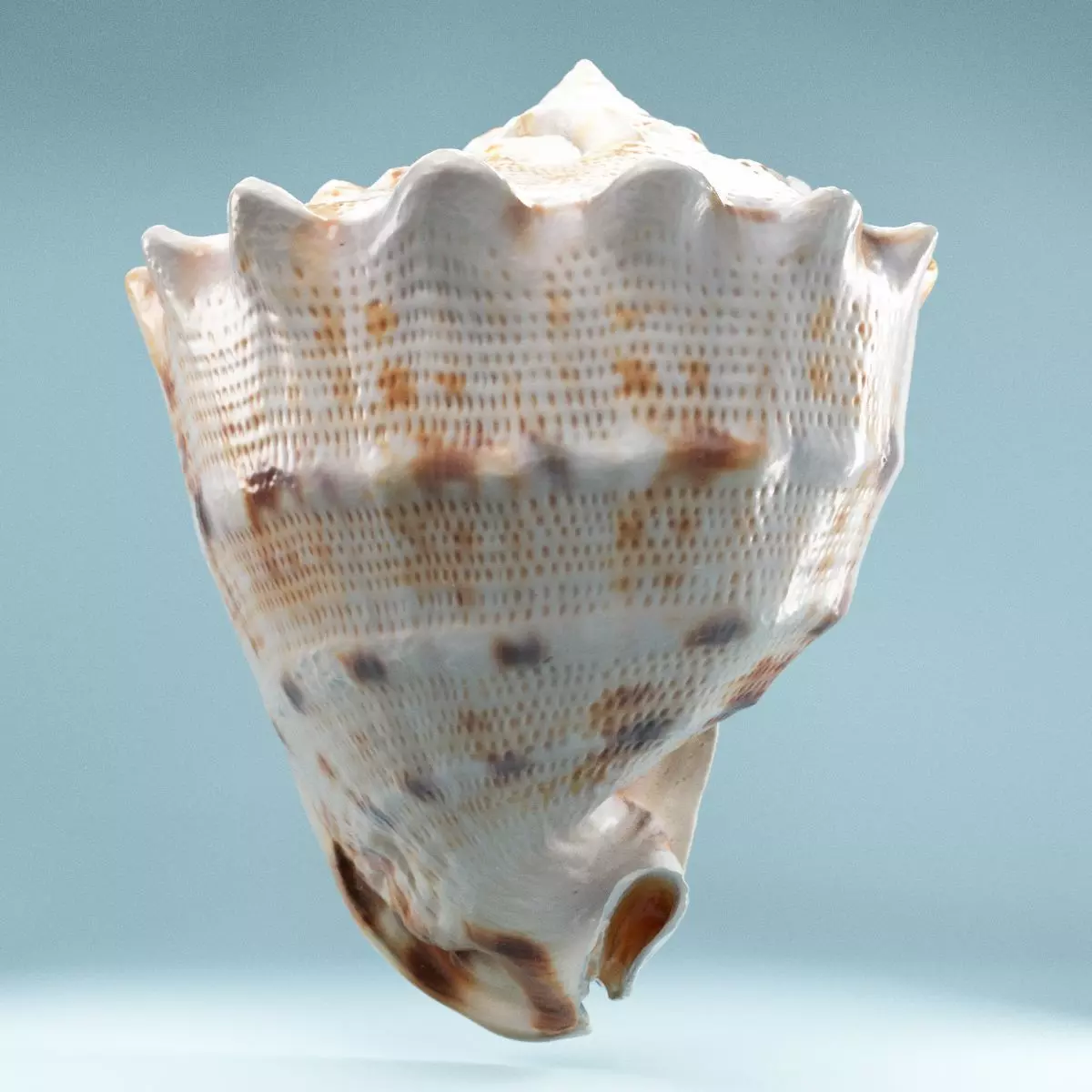 Shell Brown Low-poly 3D model_0