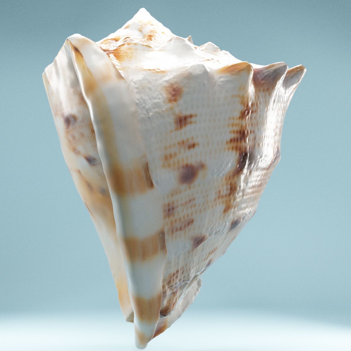 Shell Brown Low-poly 3D model_4