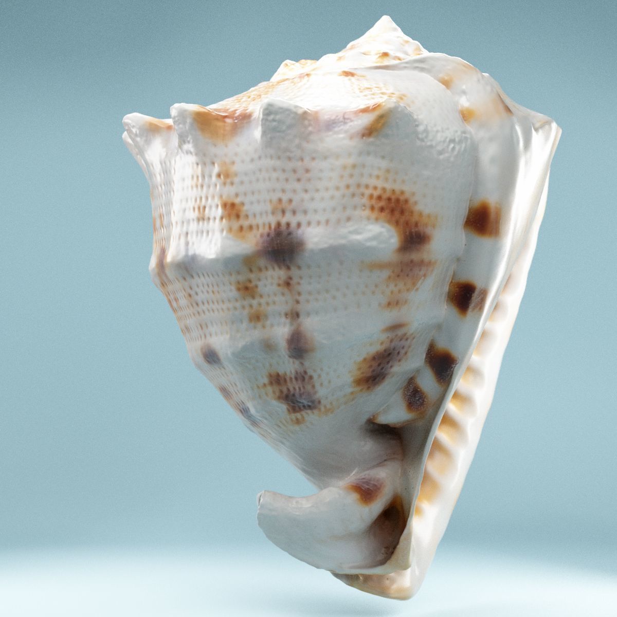 Shell Brown Low-poly 3D model_9