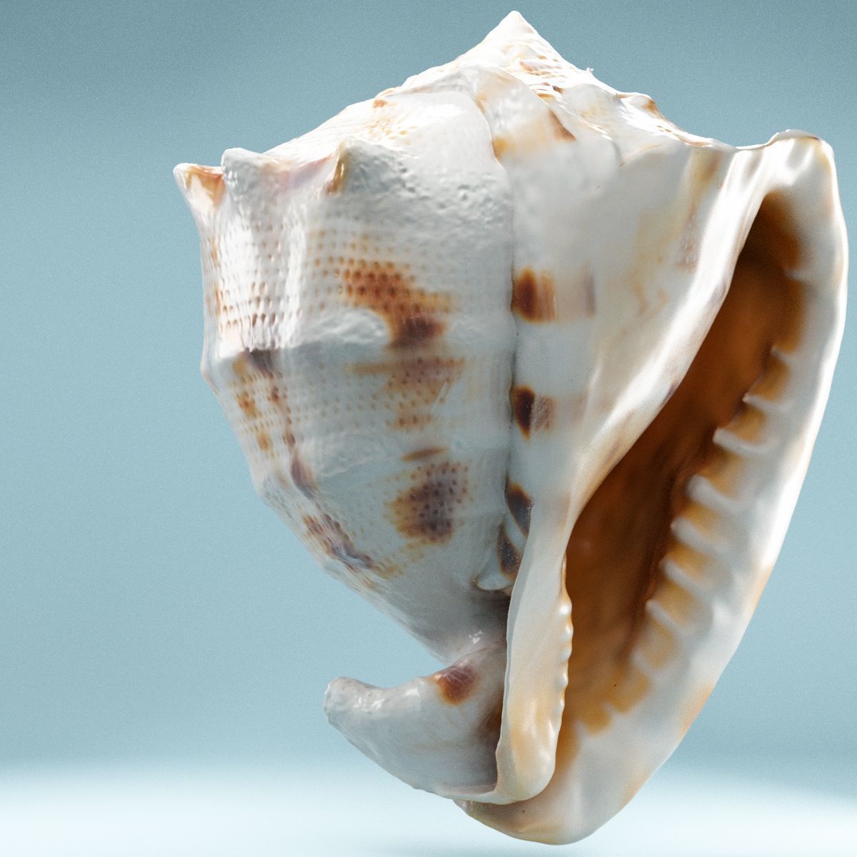 Shell Brown Low-poly 3D model_8