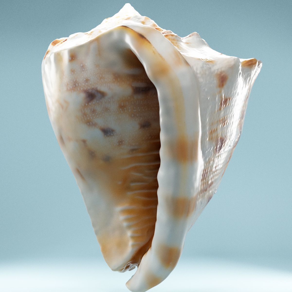 Shell Brown Low-poly 3D model_5