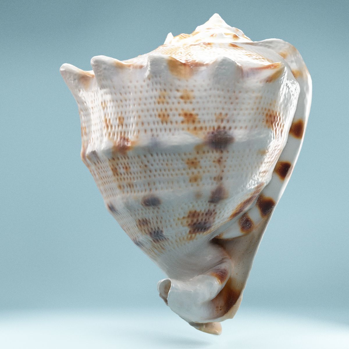 Shell Brown Low-poly 3D model_10