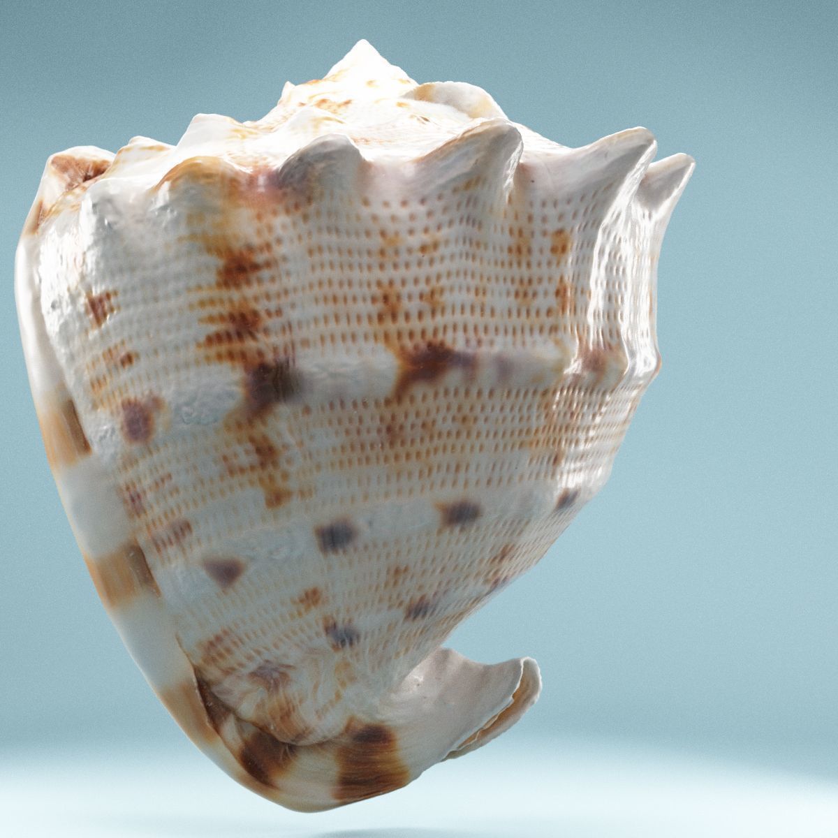 Shell Brown Low-poly 3D model_2